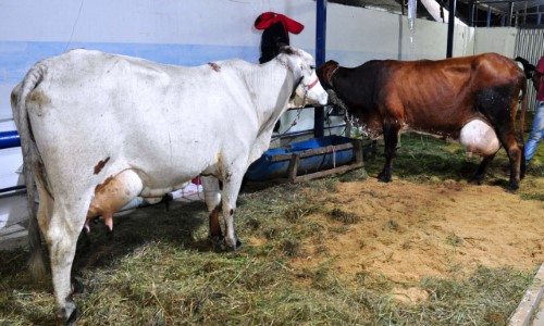  33º Torneio Leiteiro de Amparo acontecerá em setembro